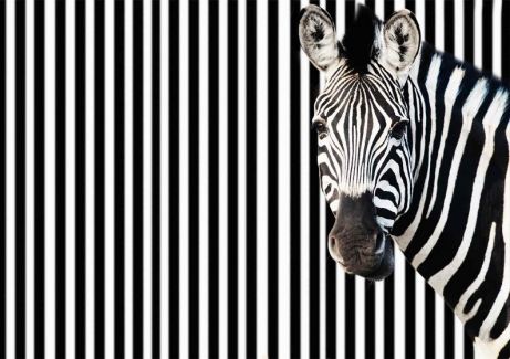 Zebra vor gestreiften Hintergrund